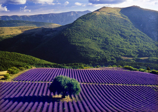 L'Occitane L'Occitane